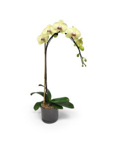 Mini Green Orchid 5 