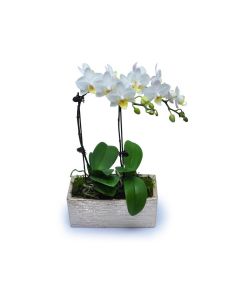 Mini White Orchids 7 